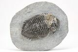 Coltraneia Trilobite Fossil - Unique Shell Coloration #209713-1